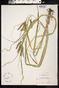 Carex pseudocyperus image