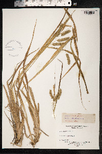 Carex pseudocyperus image