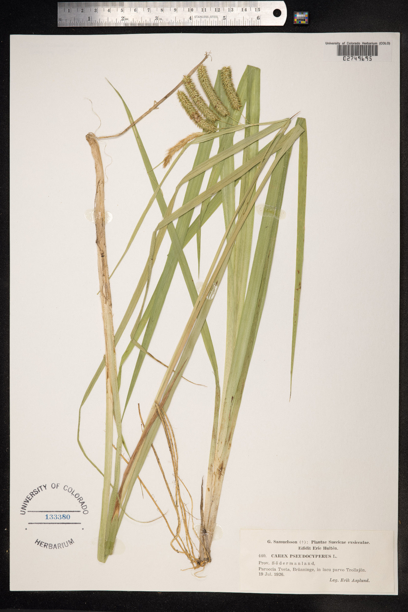Carex pseudocyperus image