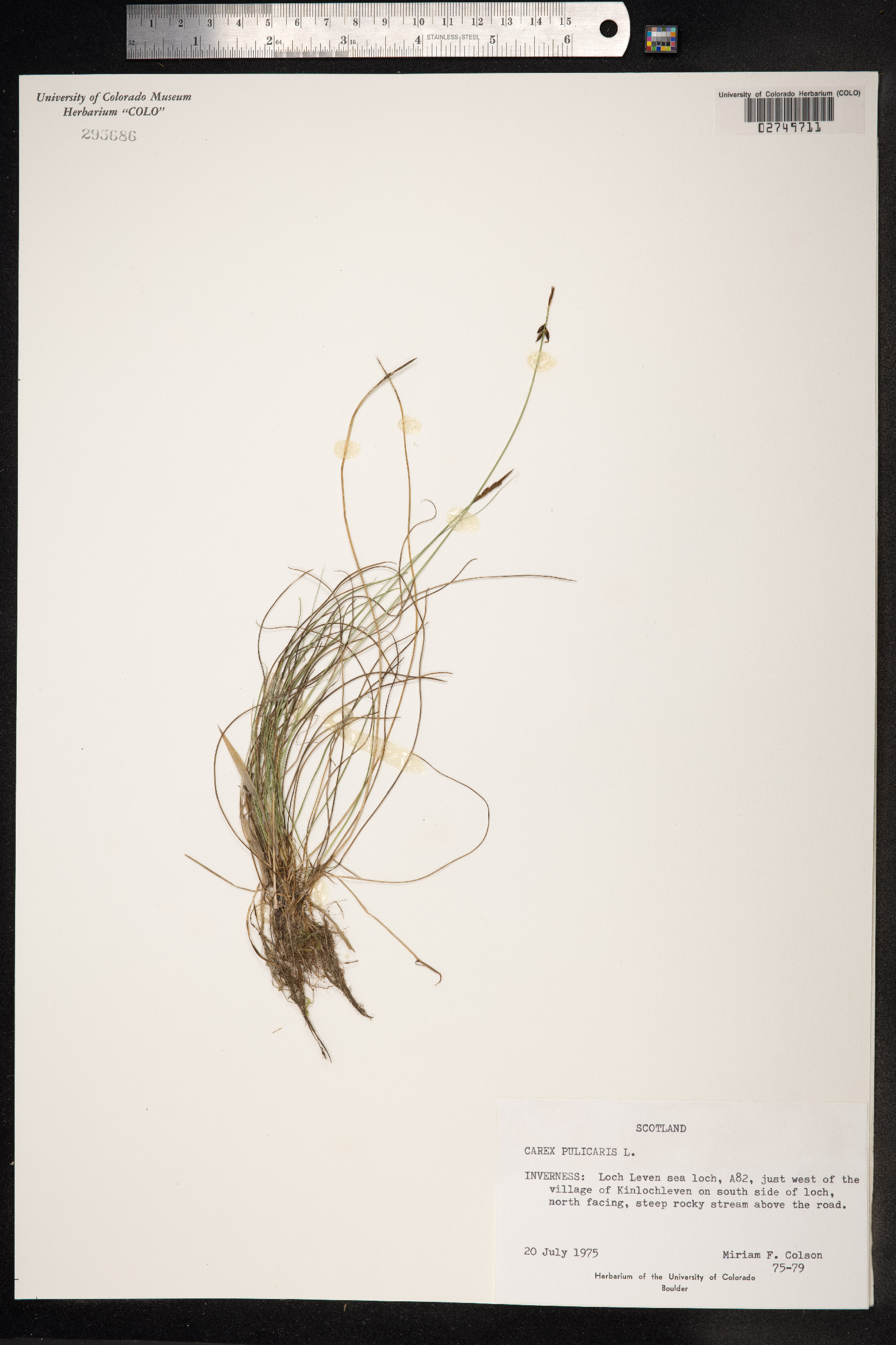 Carex pulicaris image