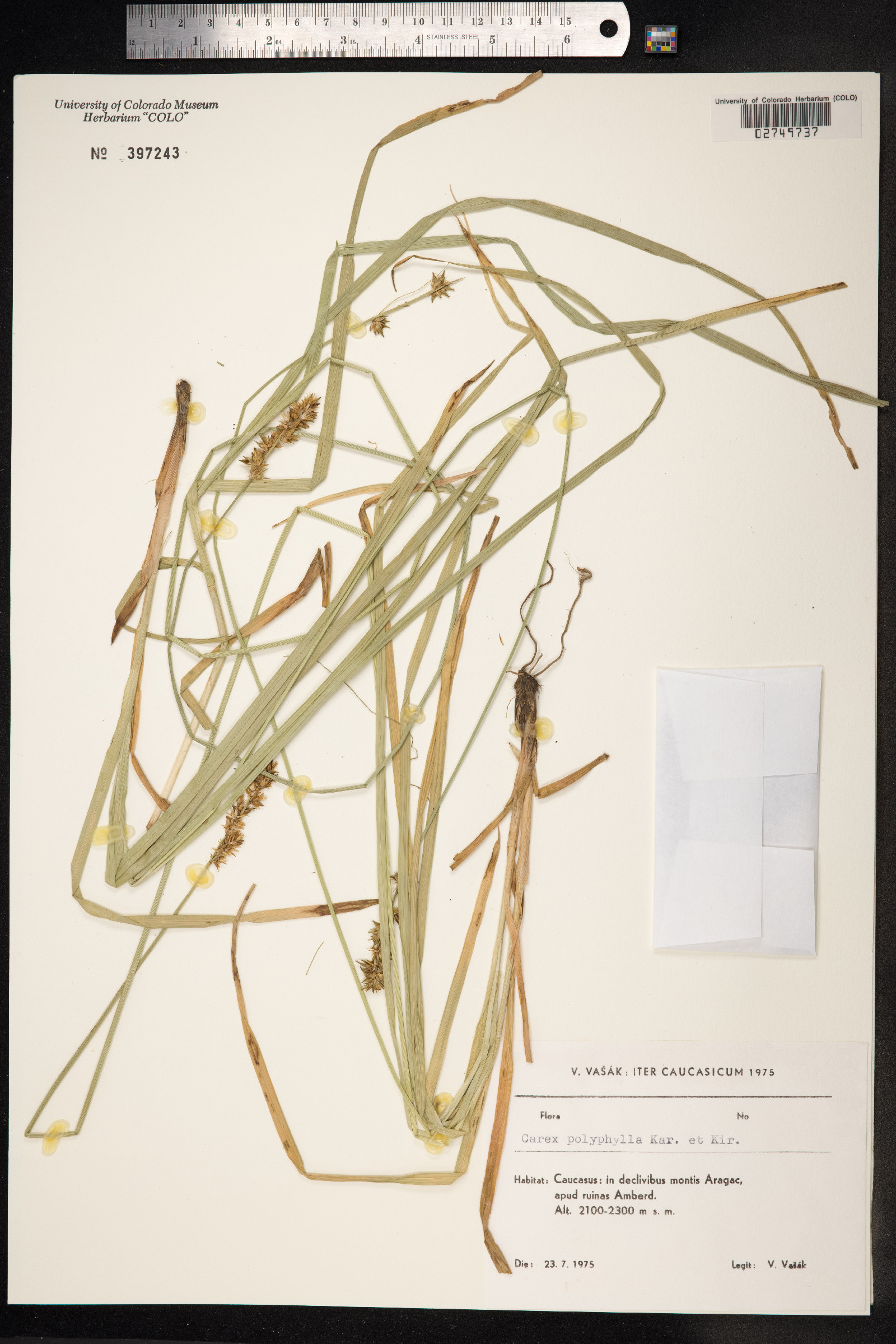 Carex divulsa ssp. leersii image