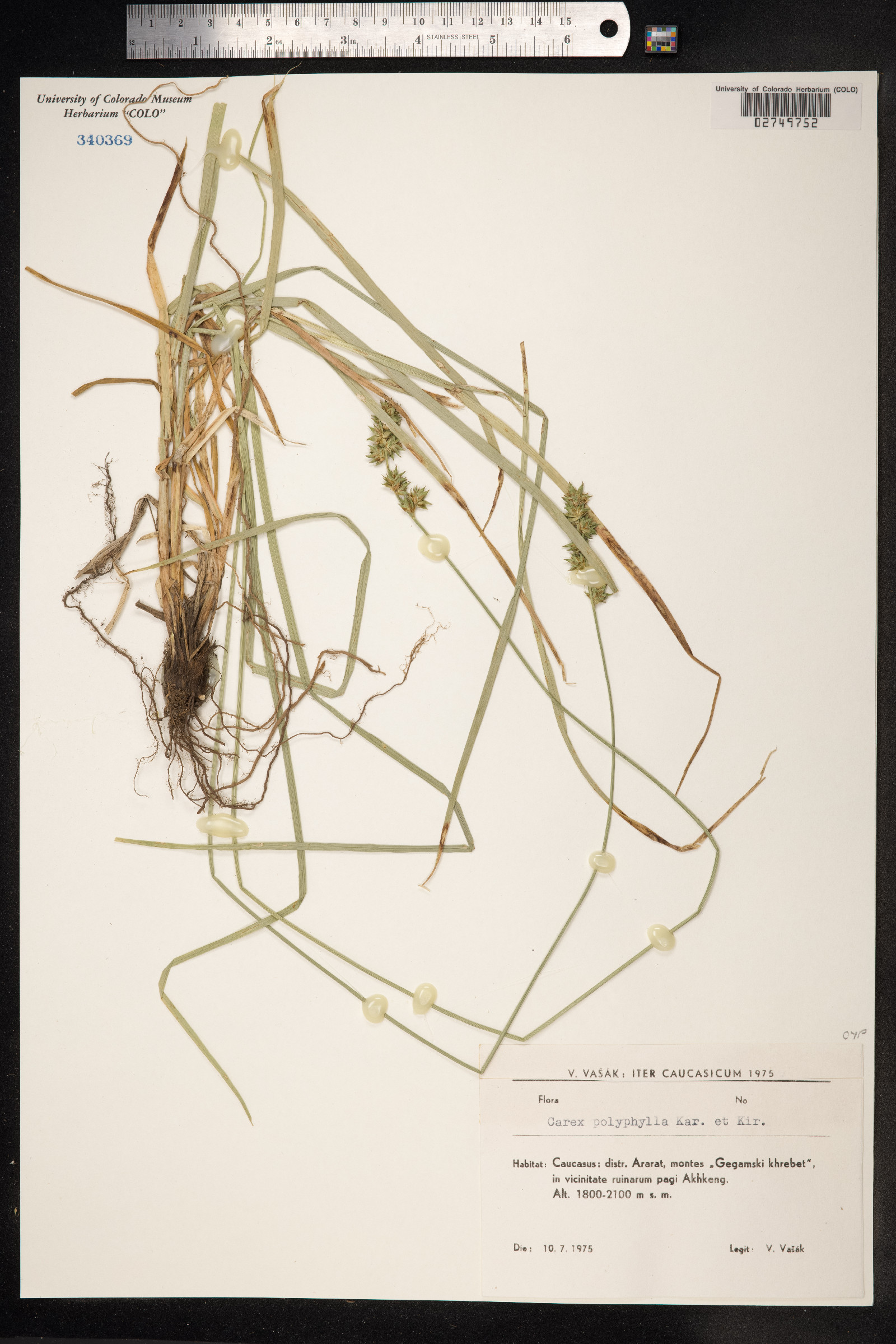 Carex divulsa ssp. leersii image