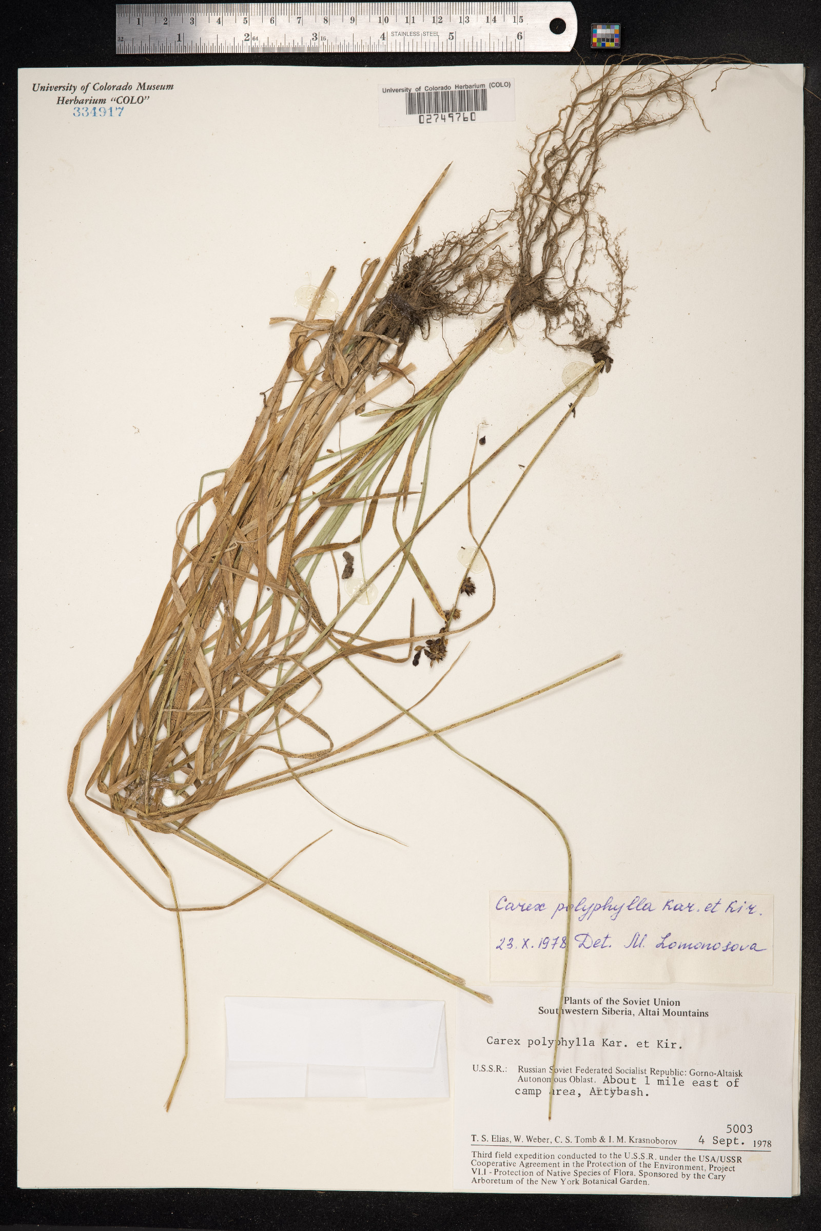 Carex divulsa ssp. leersii image