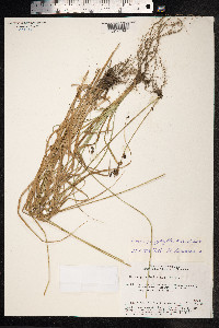 Carex divulsa image