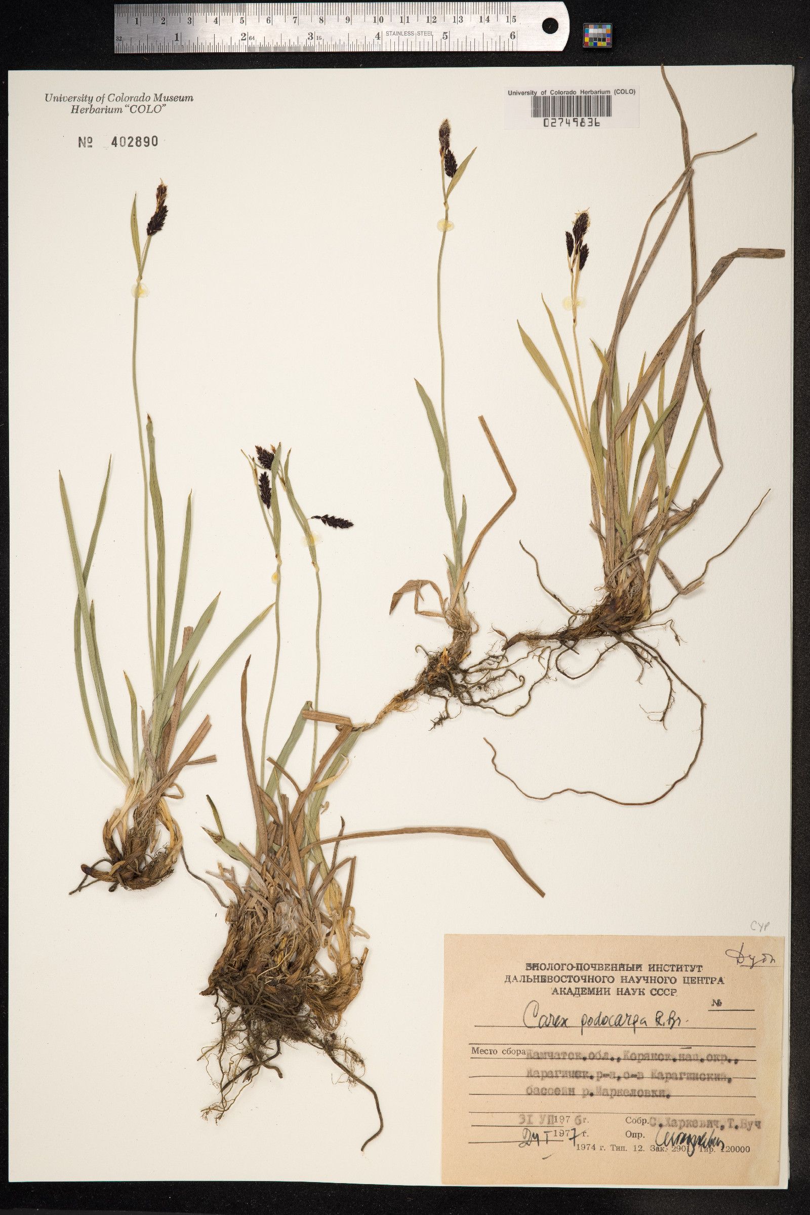 Carex podocarpa image