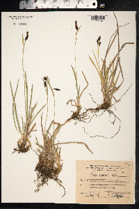 Carex podocarpa image