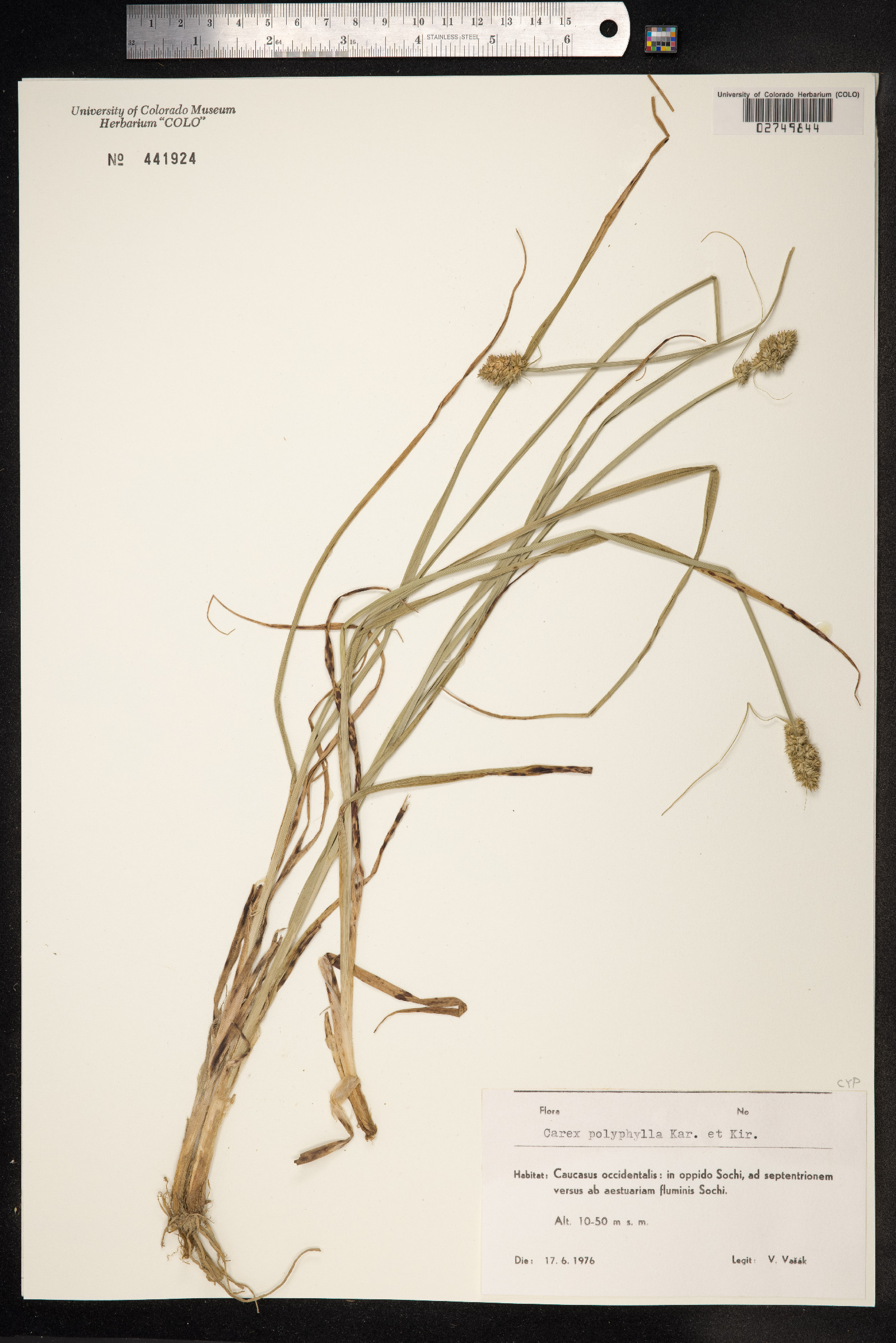 Carex divulsa image