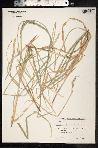 Carex divulsa image