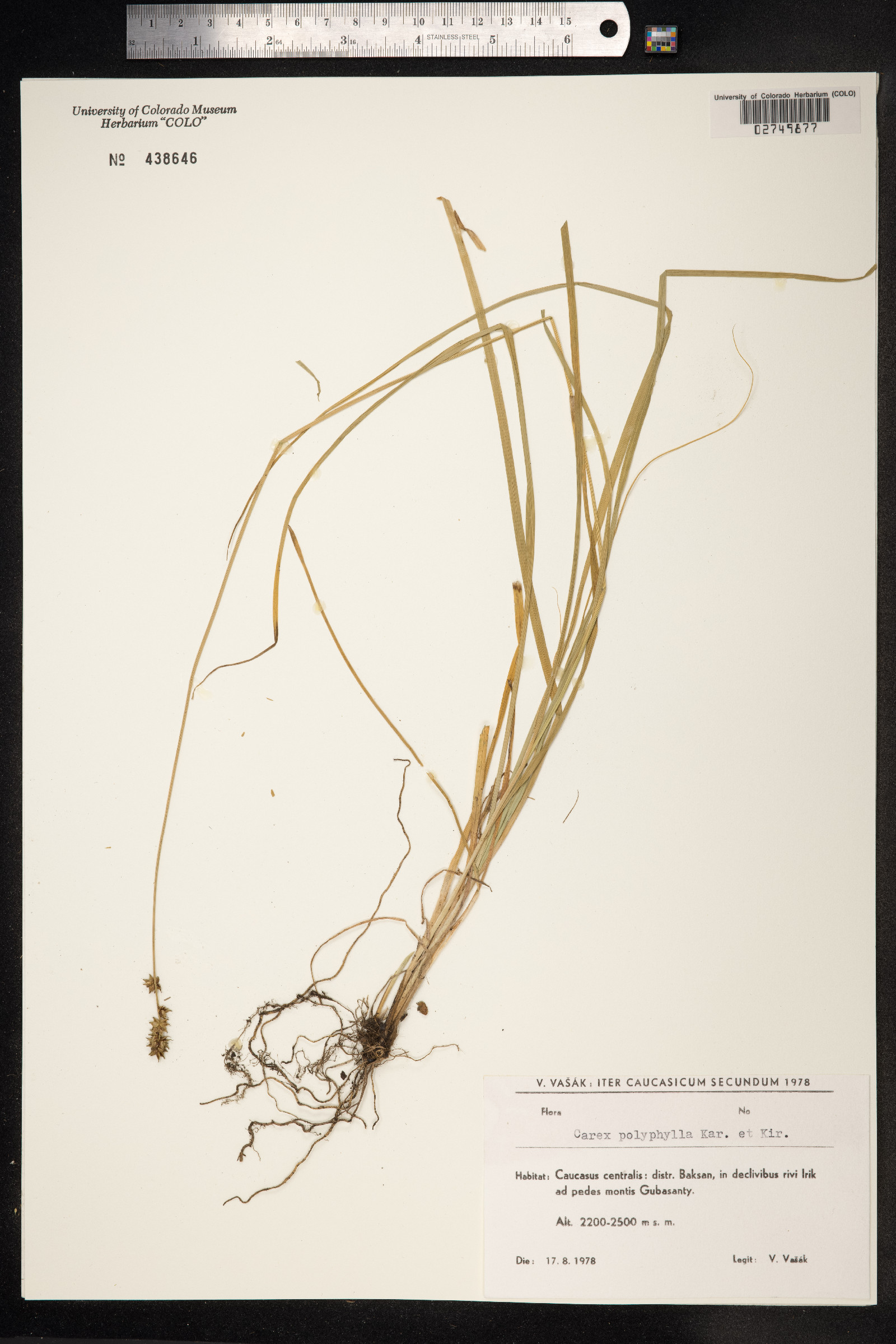 Carex divulsa ssp. leersii image