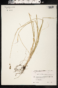 Carex divulsa image