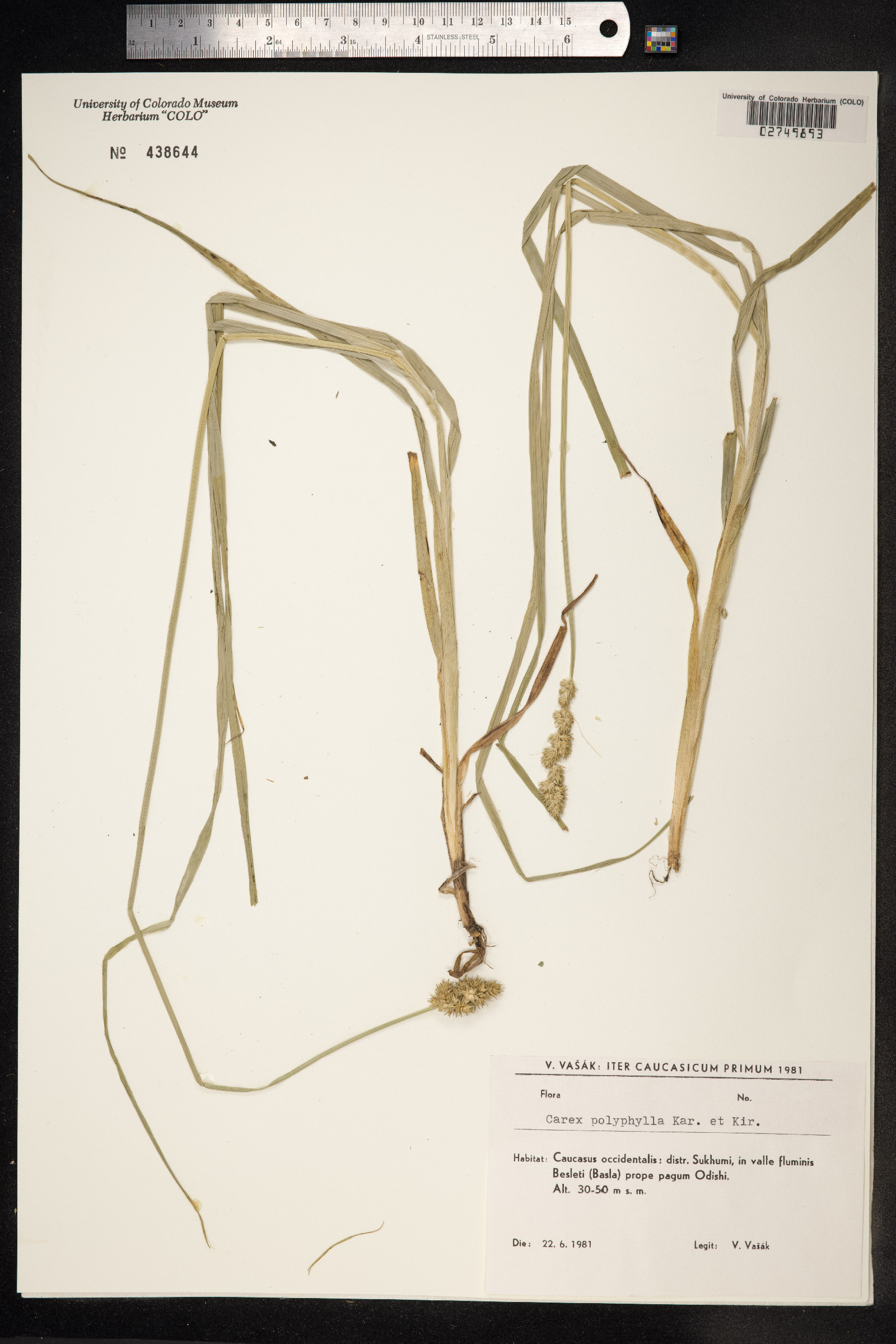 Carex divulsa ssp. leersii image