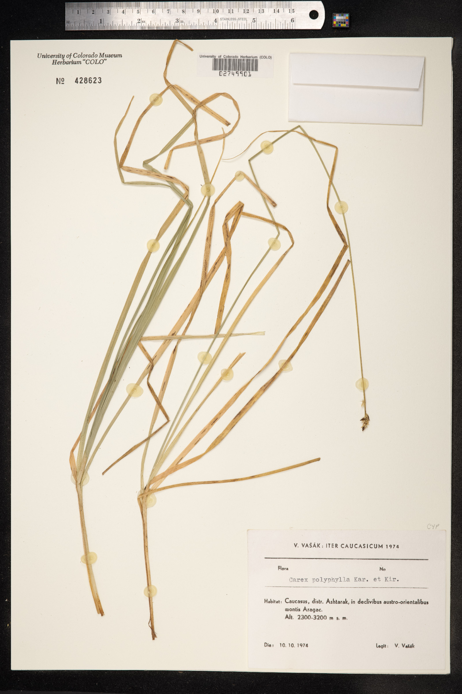 Carex divulsa ssp. leersii image