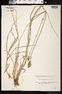Carex divulsa image