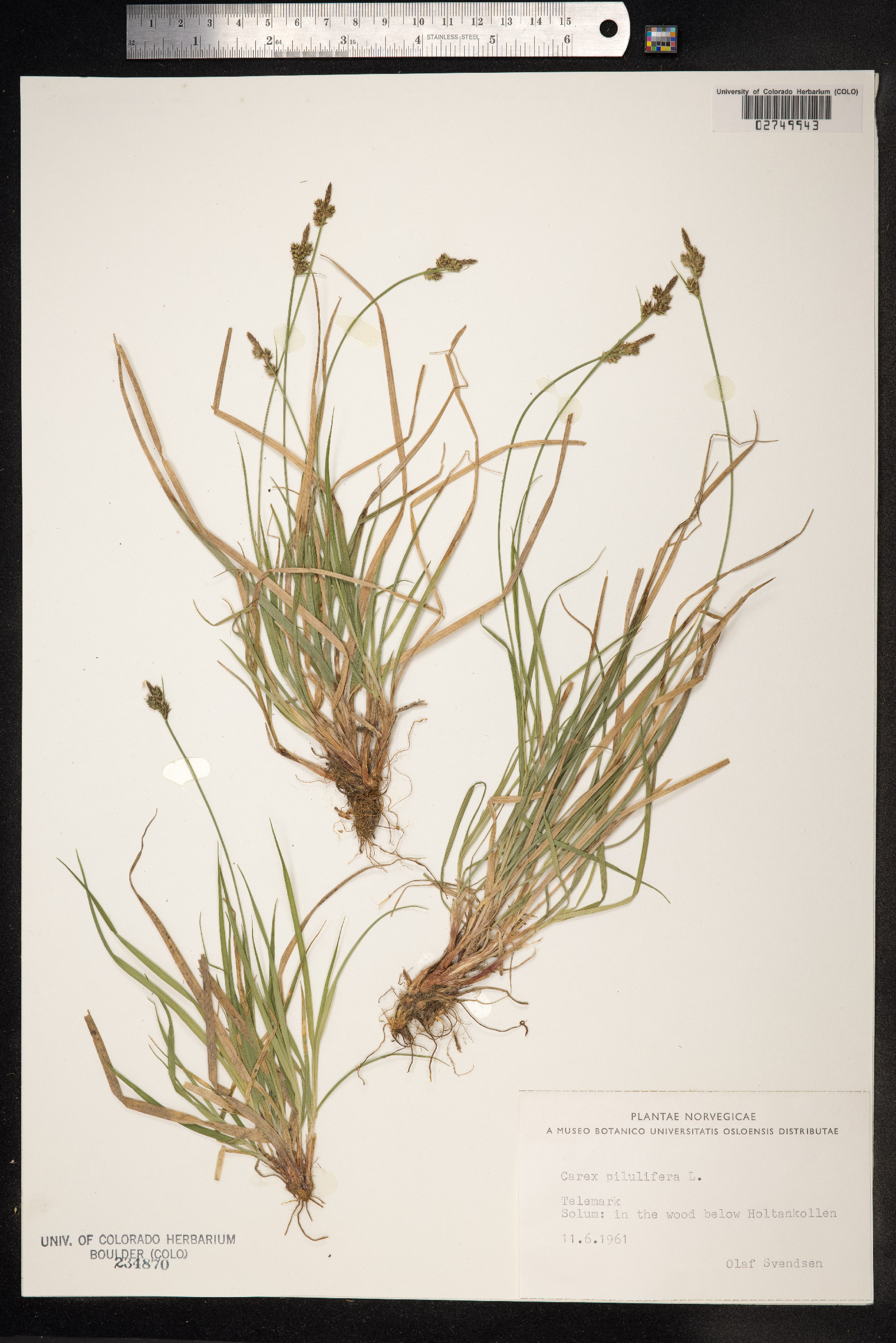 Carex pilulifera image