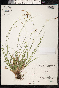 Carex pilulifera image
