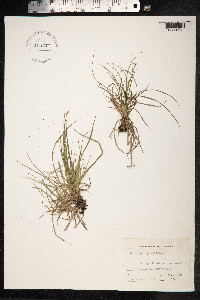 Carex pilulifera image
