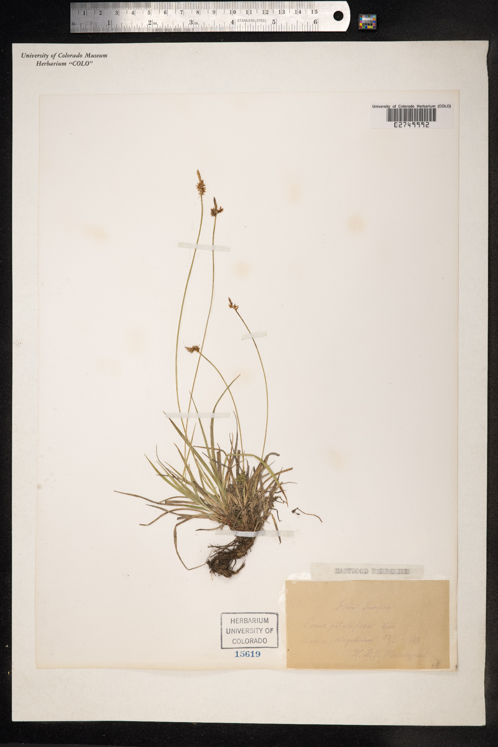 Carex pilulifera image