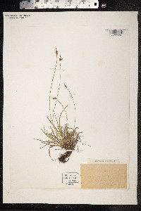 Carex pilulifera image