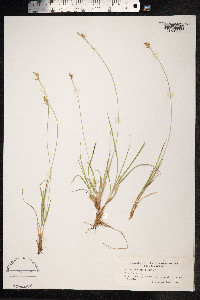 Carex pilulifera image