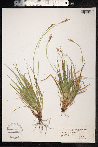 Carex pilulifera image