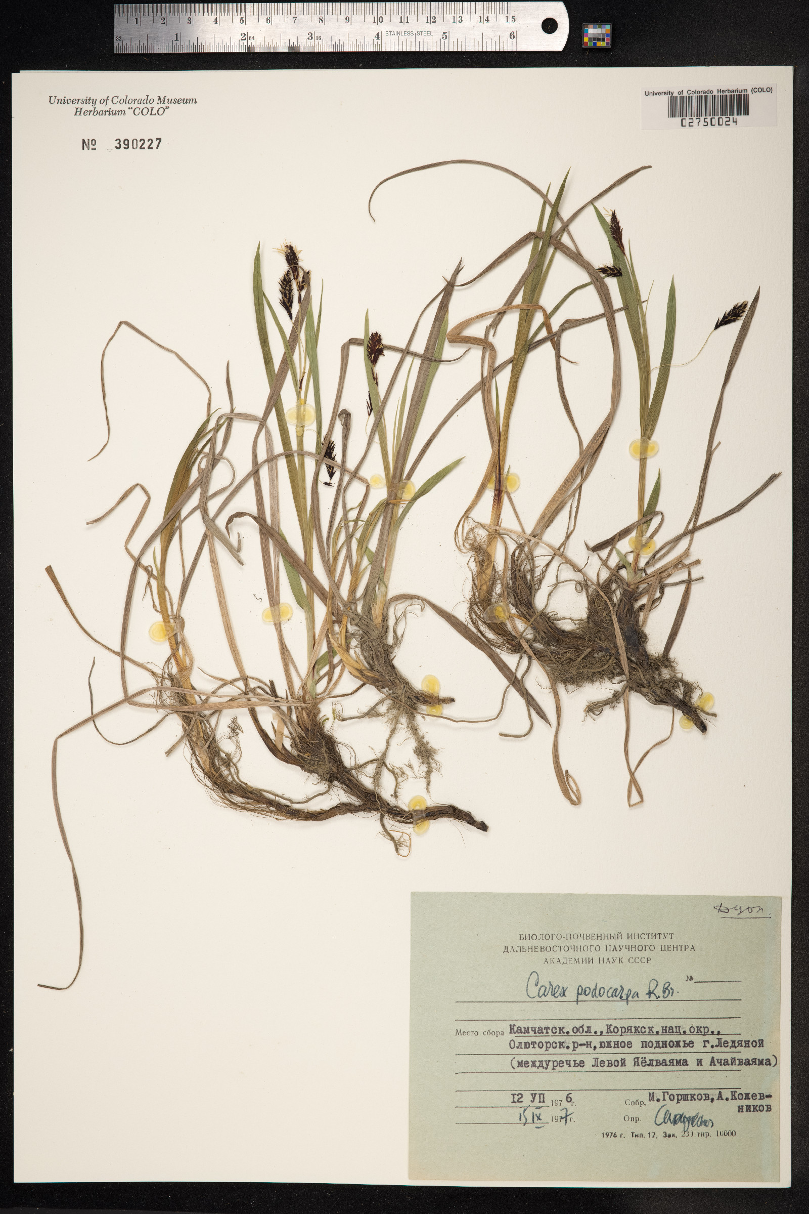 Carex podocarpa image