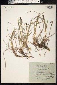 Carex podocarpa image