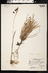 Carex podocarpa image