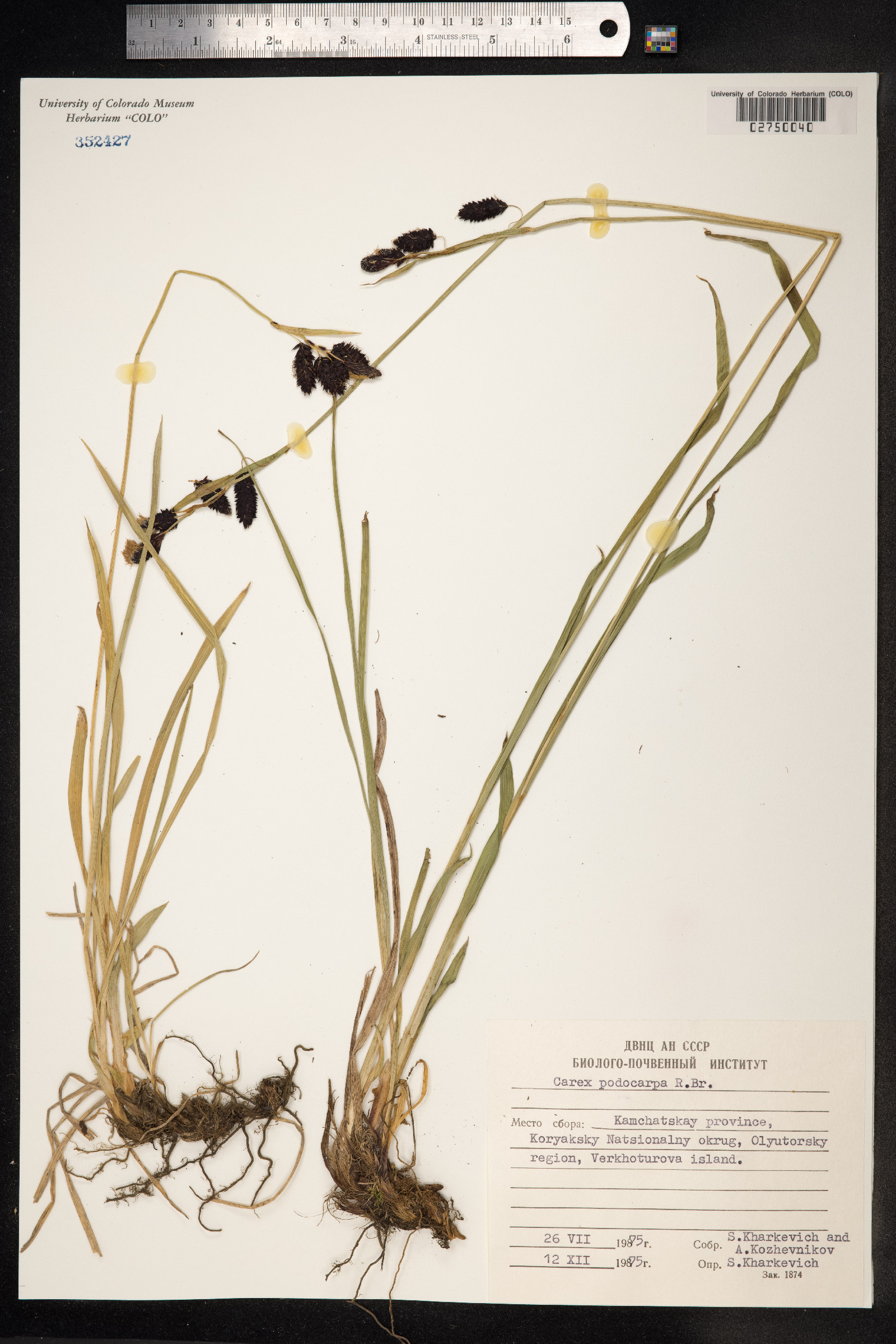 Carex podocarpa image