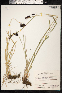 Carex podocarpa image