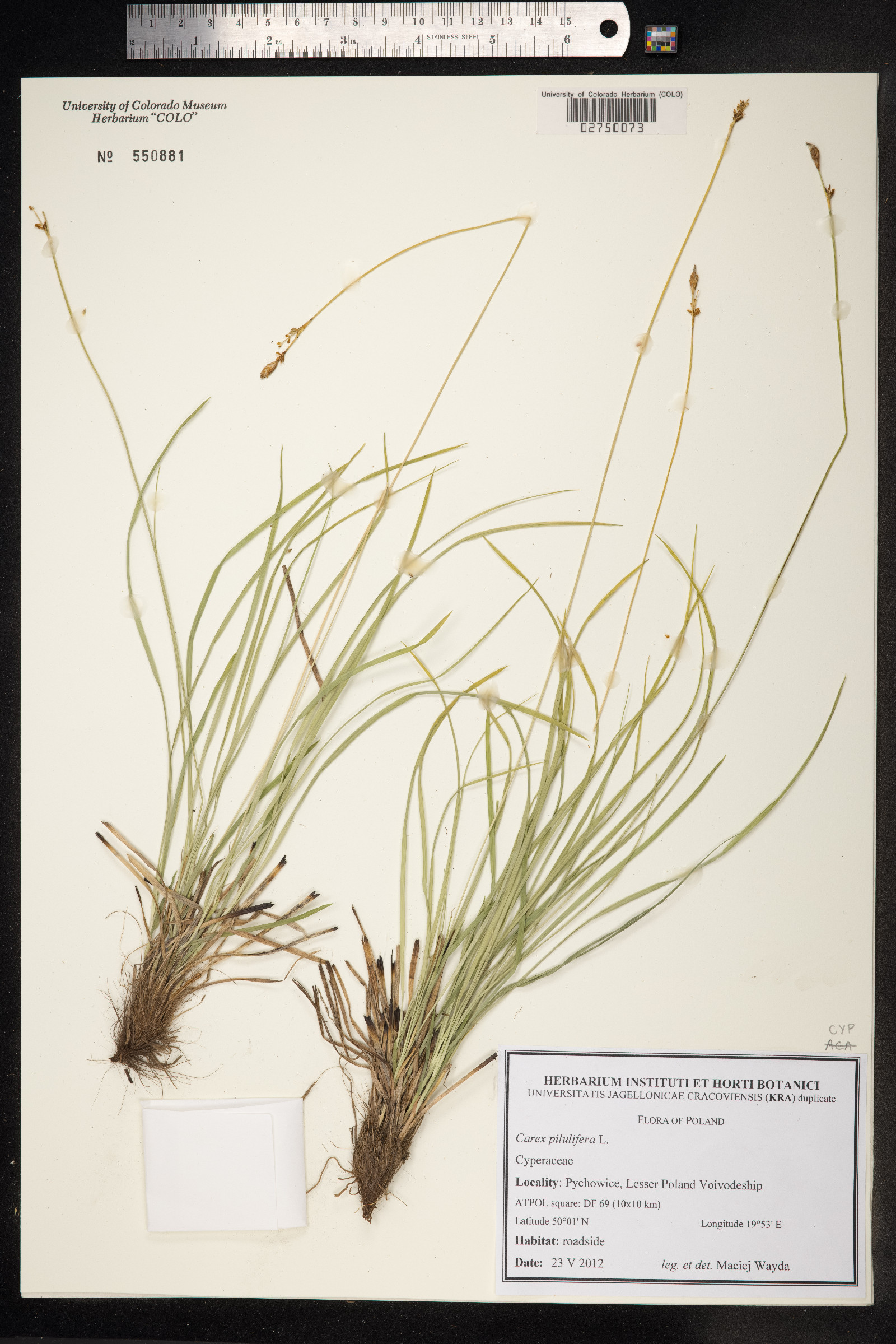 Carex pilulifera image