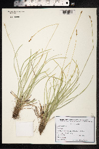 Carex pilulifera image