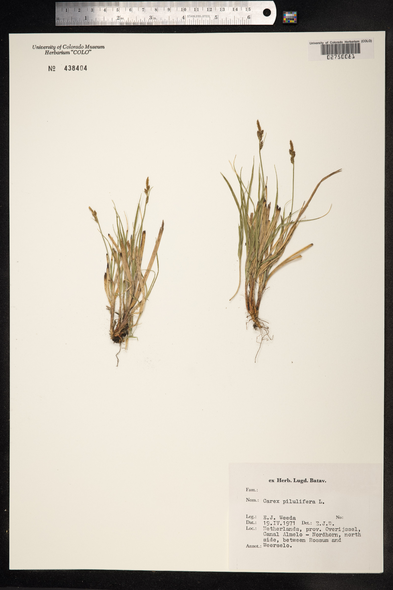 Carex pilulifera image