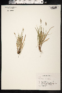 Carex pilulifera image