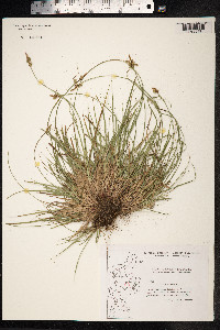 Carex pilulifera image
