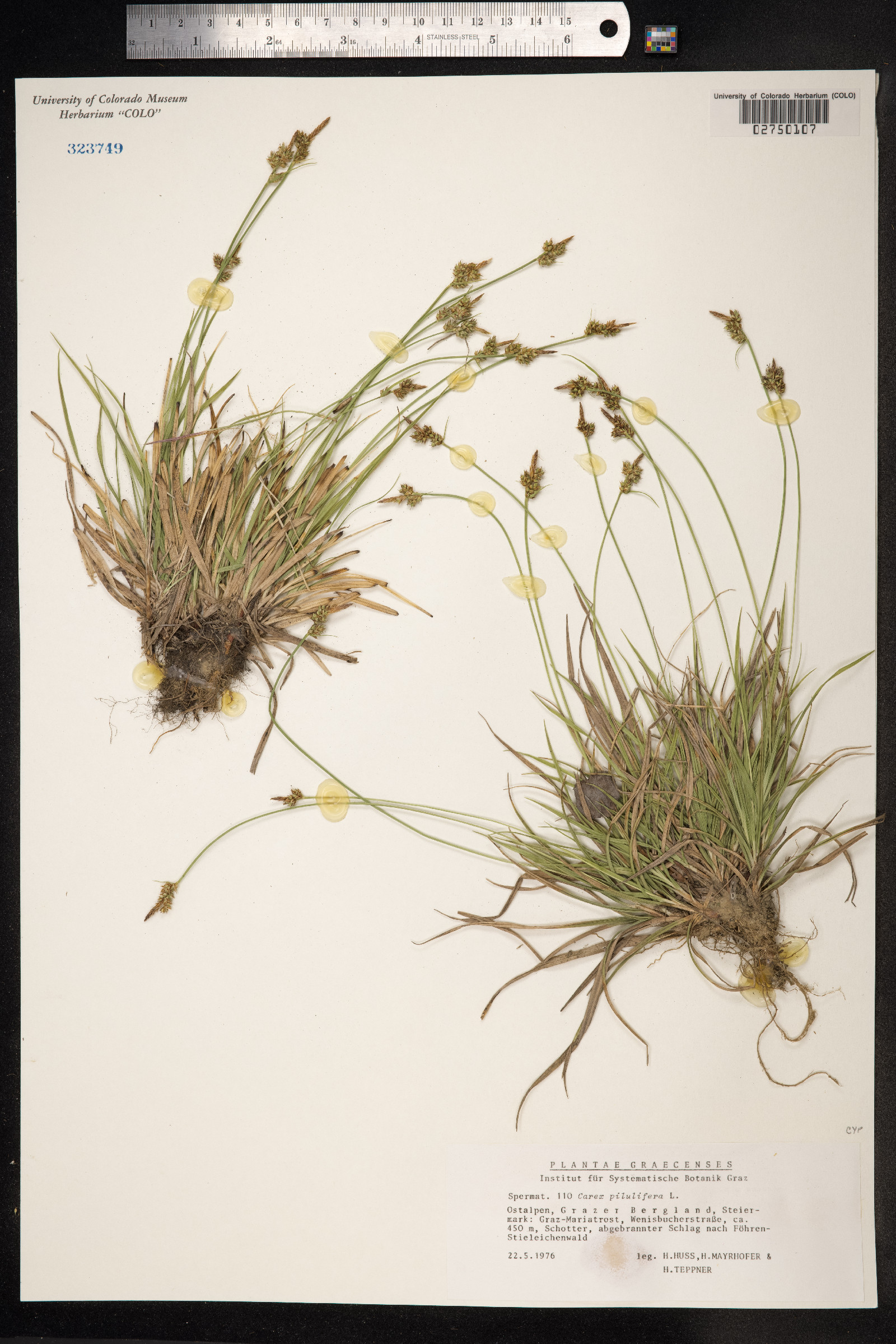 Carex pilulifera image