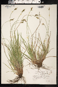 Carex pilulifera image