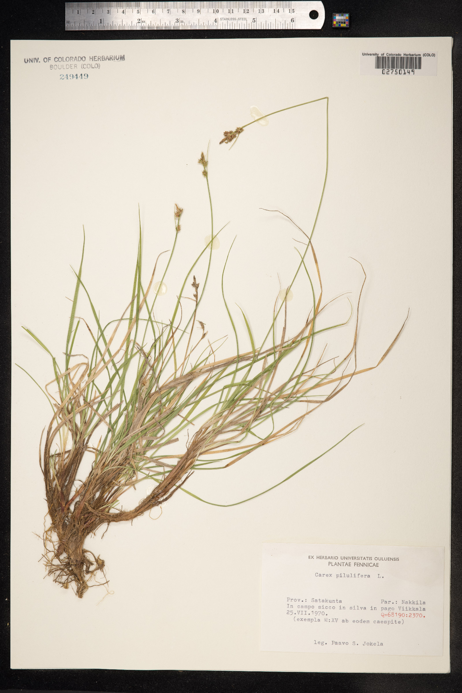 Carex pilulifera image