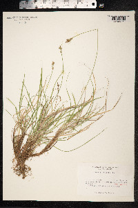 Carex pilulifera image