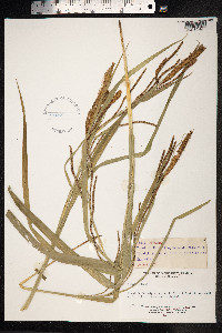 Carex pendula image