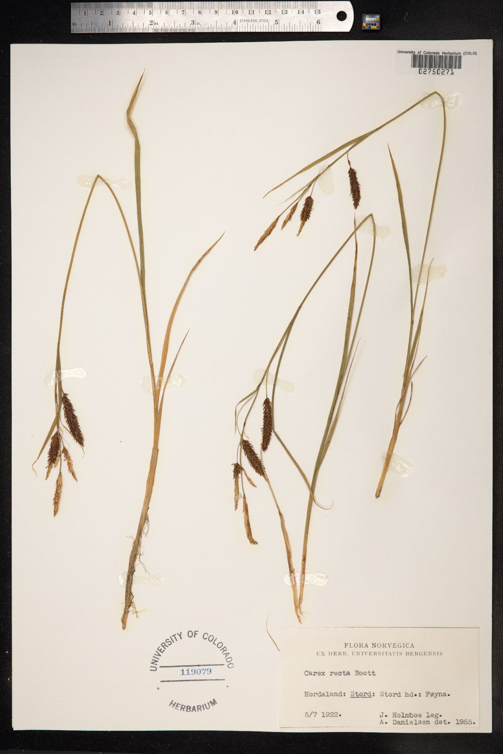 Carex recta image