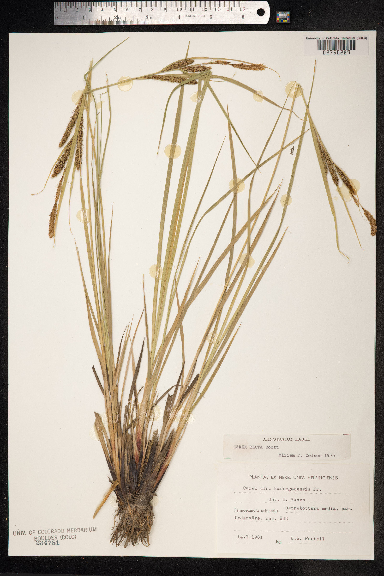 Carex recta image