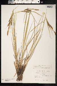 Carex recta image