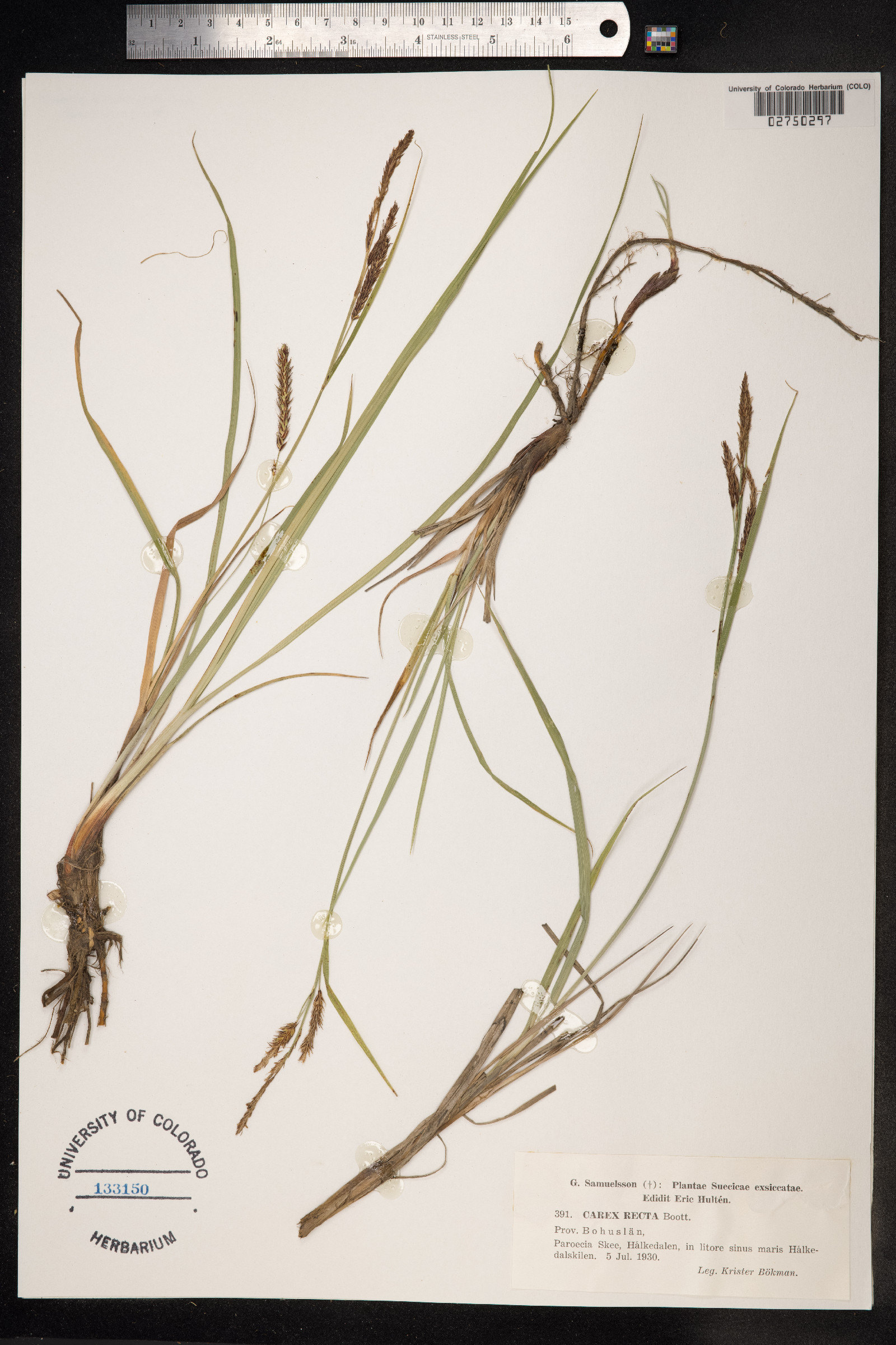 Carex recta image