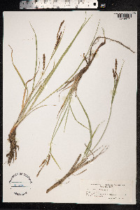 Carex recta image