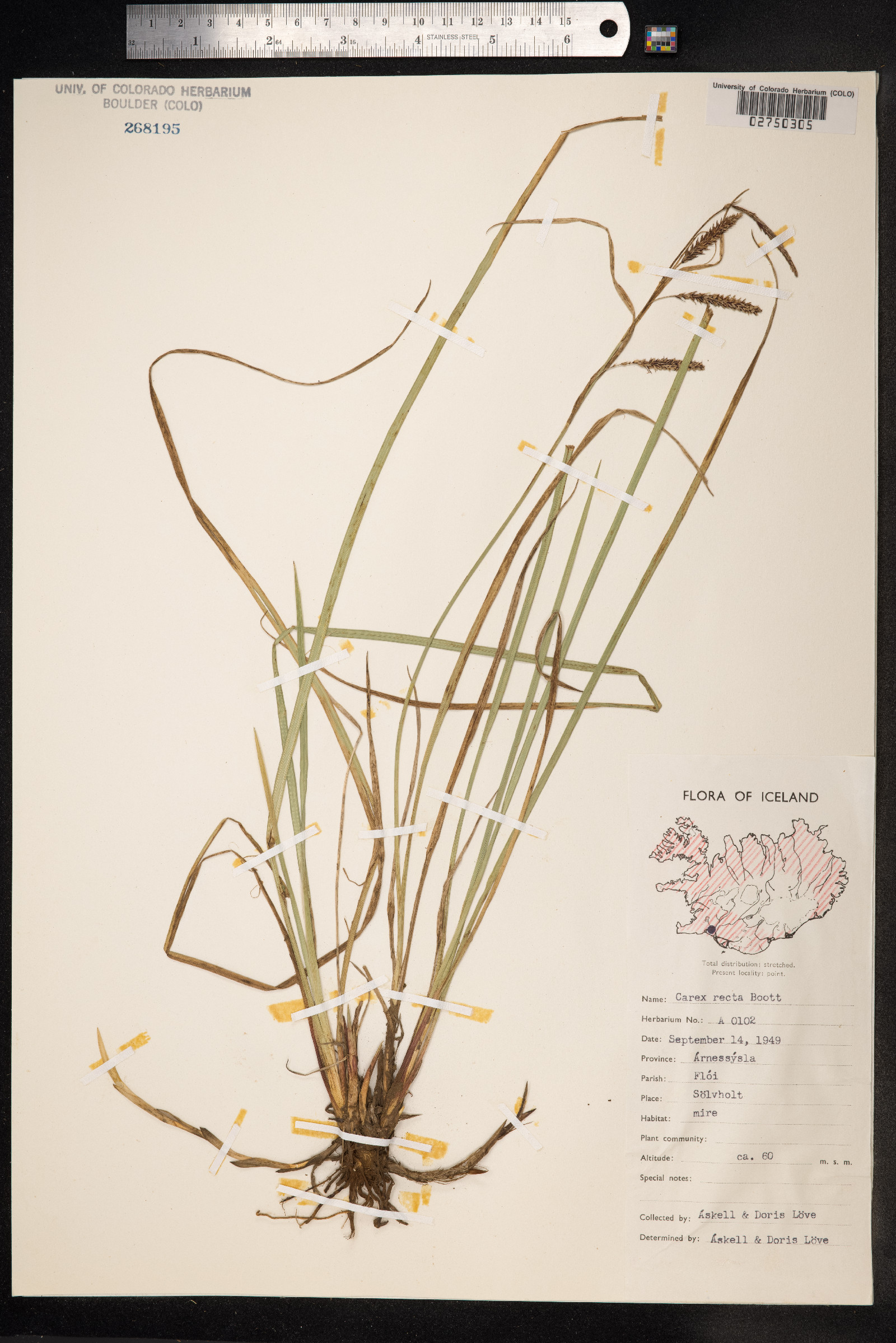 Carex recta image