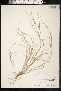 Carex remota image