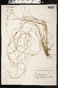 Carex remota image