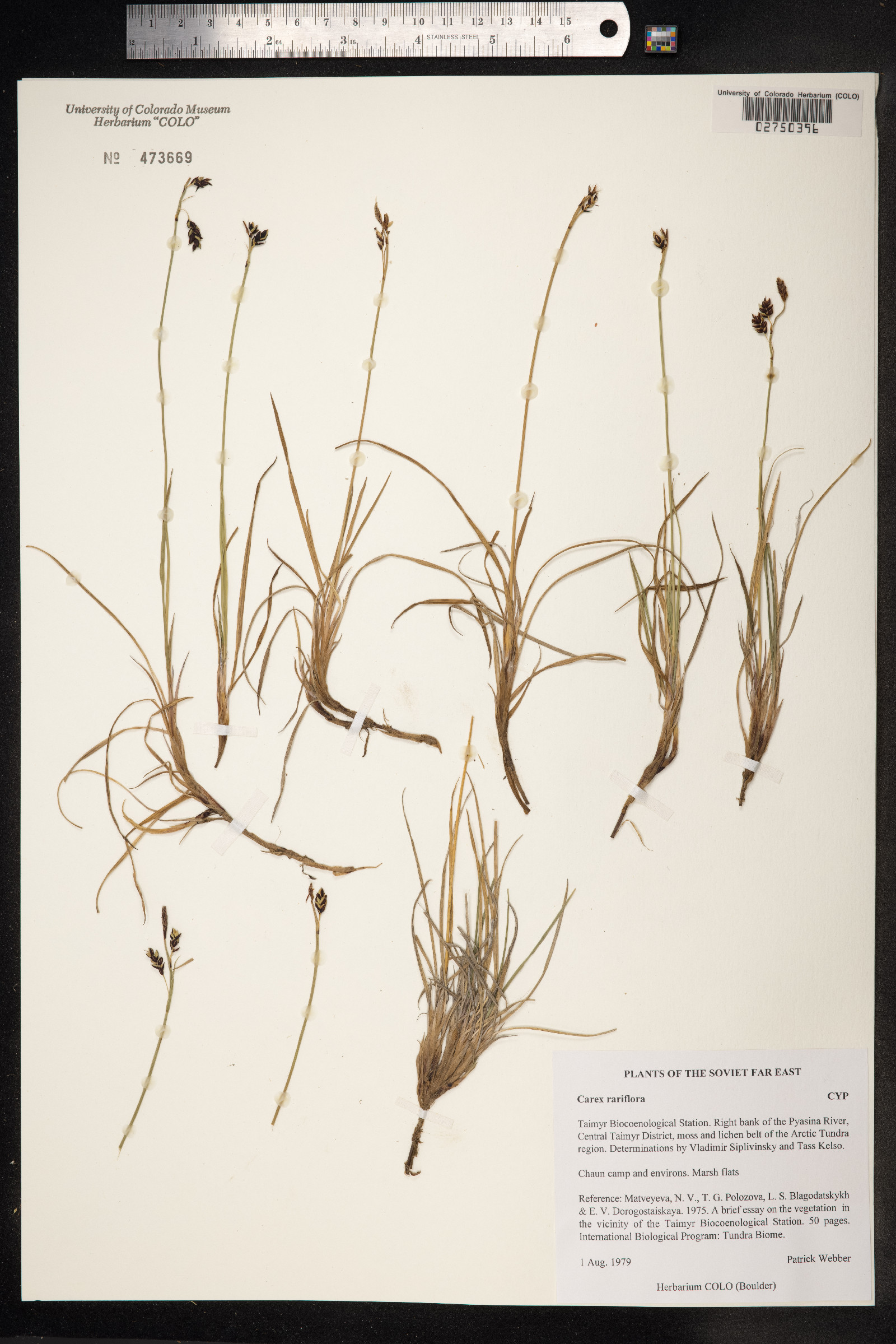 Carex rariflora image