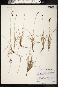 Carex rariflora image