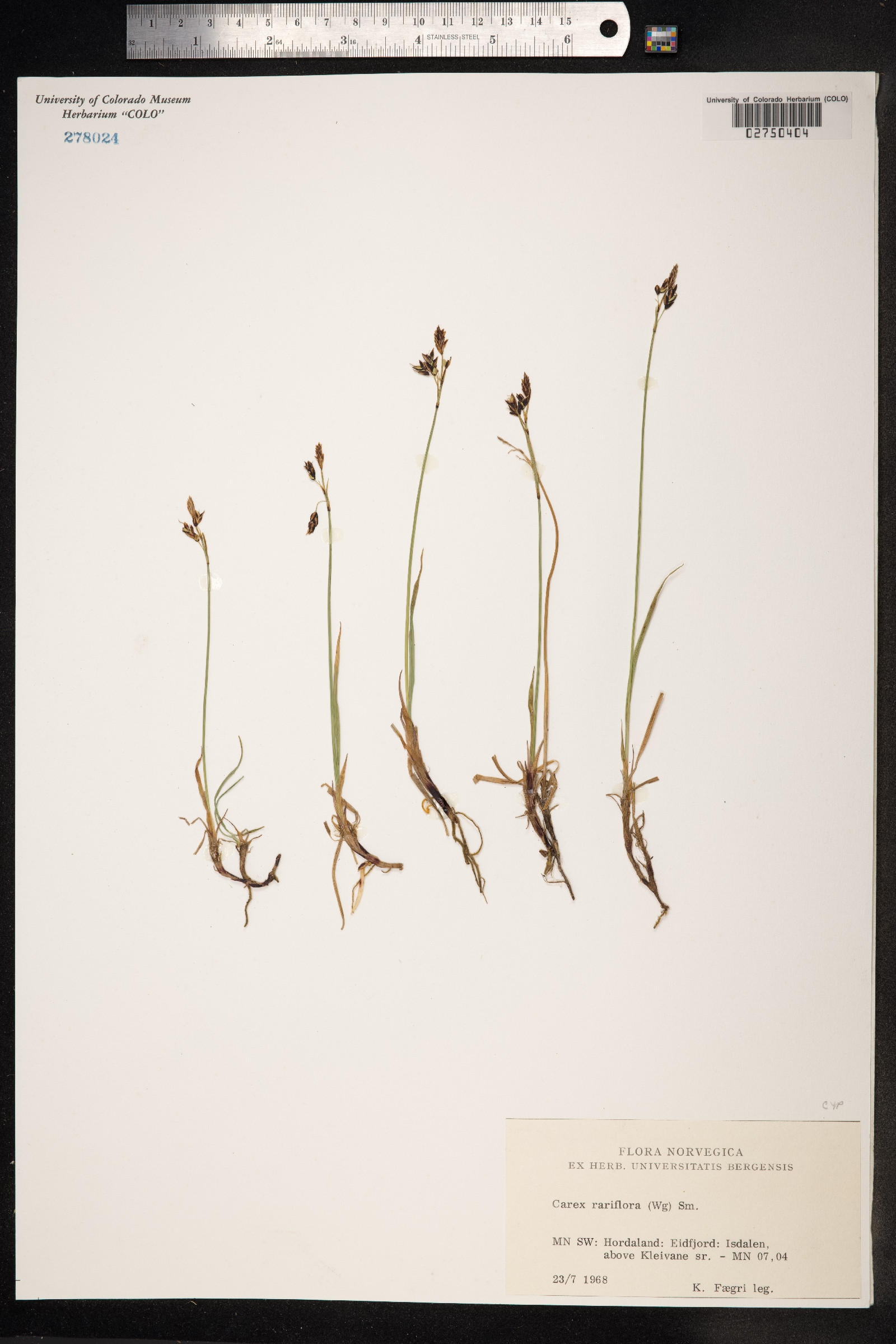 Carex rariflora image